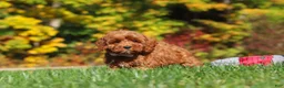 Cockapoo dogs for sale: Goldie - Ad 4