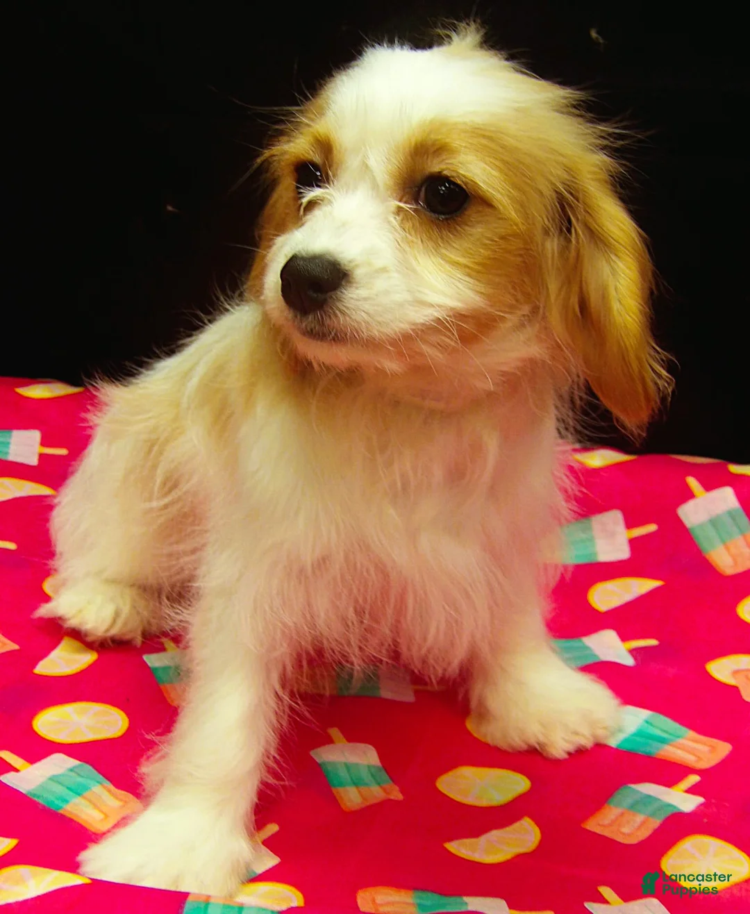 Cavachon dogs for sale: Shella - Ad 13