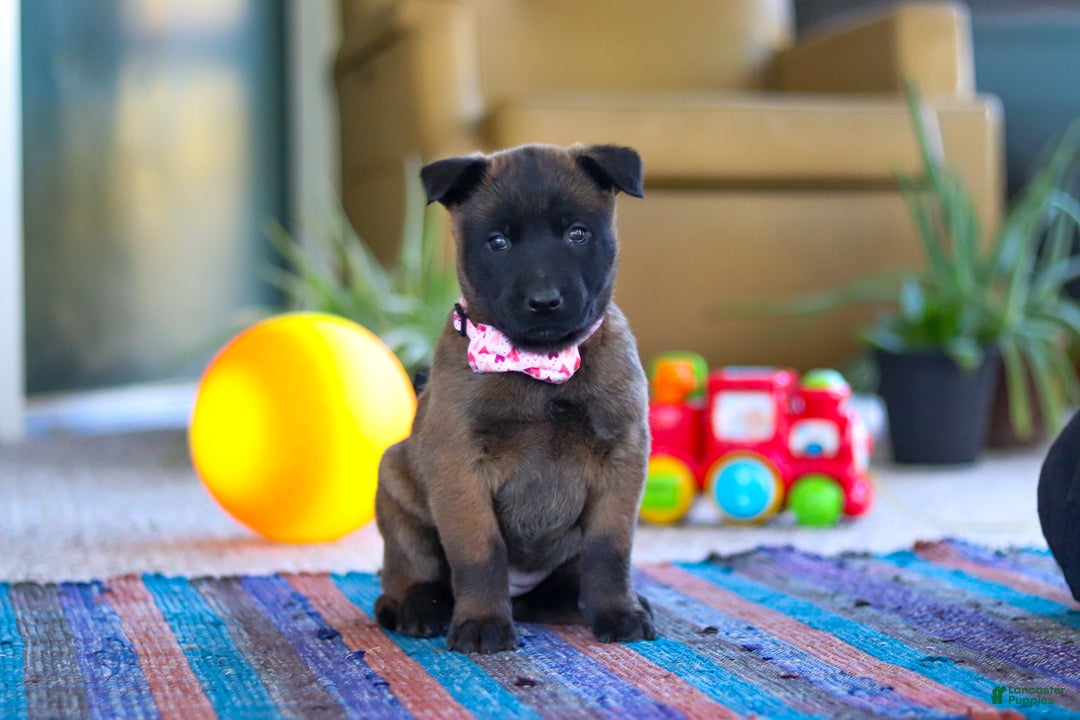 Belgian Malinois dogs for sale: Autumn - Ad 2