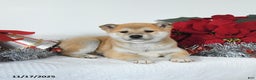 Shiba Inu dogs for sale: Goldie - Ad 4