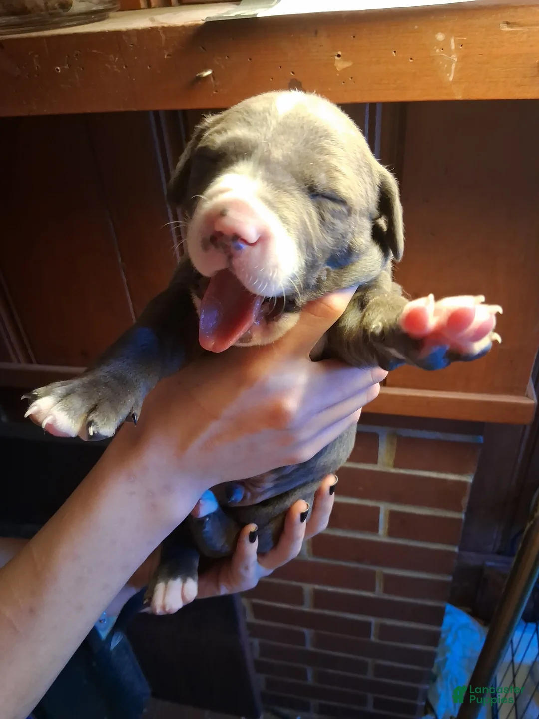 Mixed Breed dogs for sale: Mixed Breed Puppy 1 - Ad 2