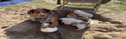 Mixed Breed dogs for sale: El - Ad 1