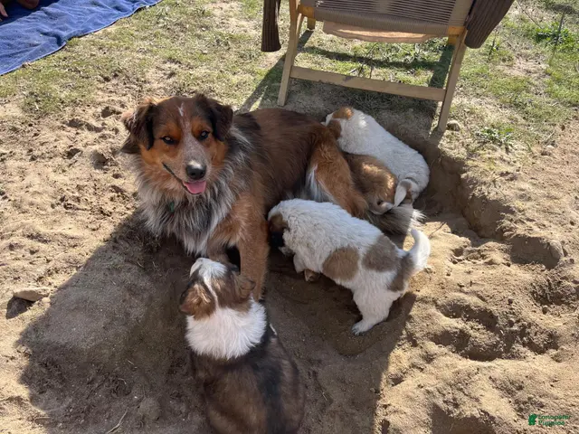 Mixed Breed dogs for sale: El - Ad 1