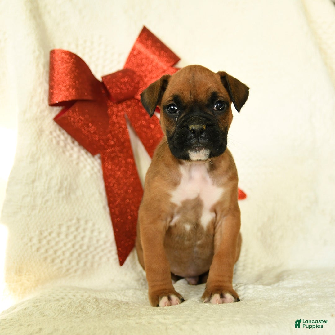 Boxer dogs for sale: Arctic - Ad 5