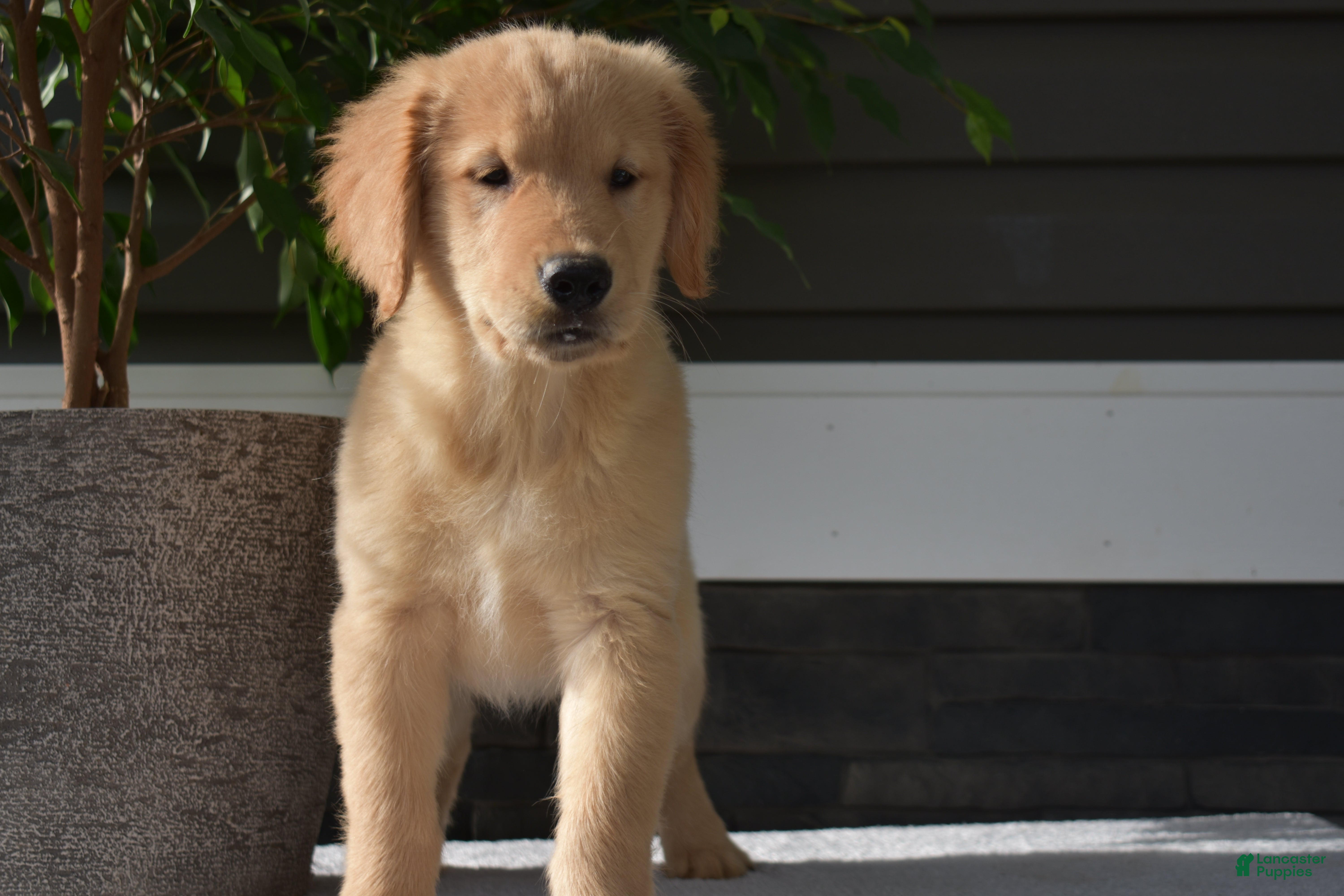 Golden Retriever dogs Noah - Ad 1