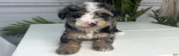 Mini Bernedoodle dogs for sale: Vienna - Ad 3