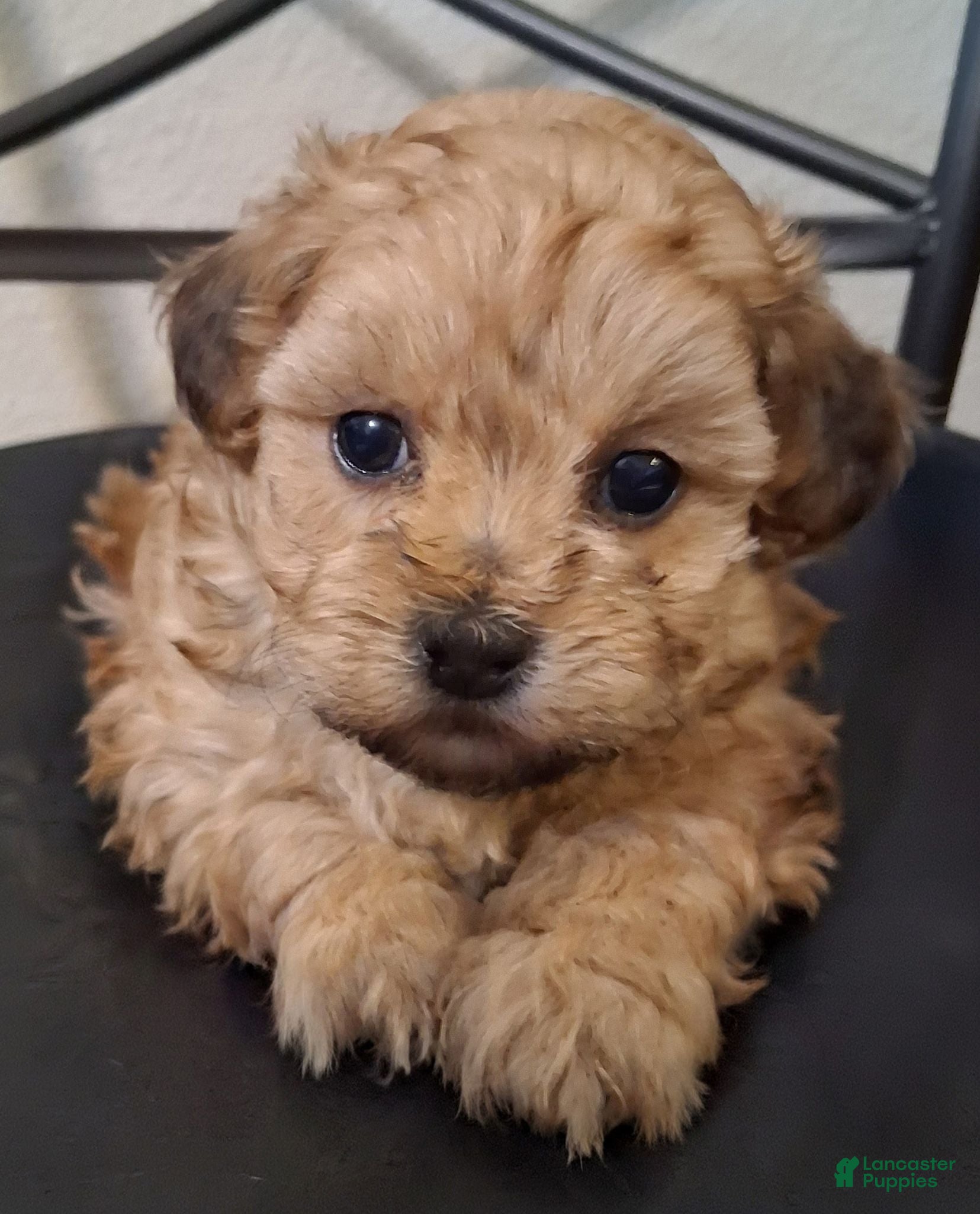 Shihpoo dogs Hannah - Ad 9