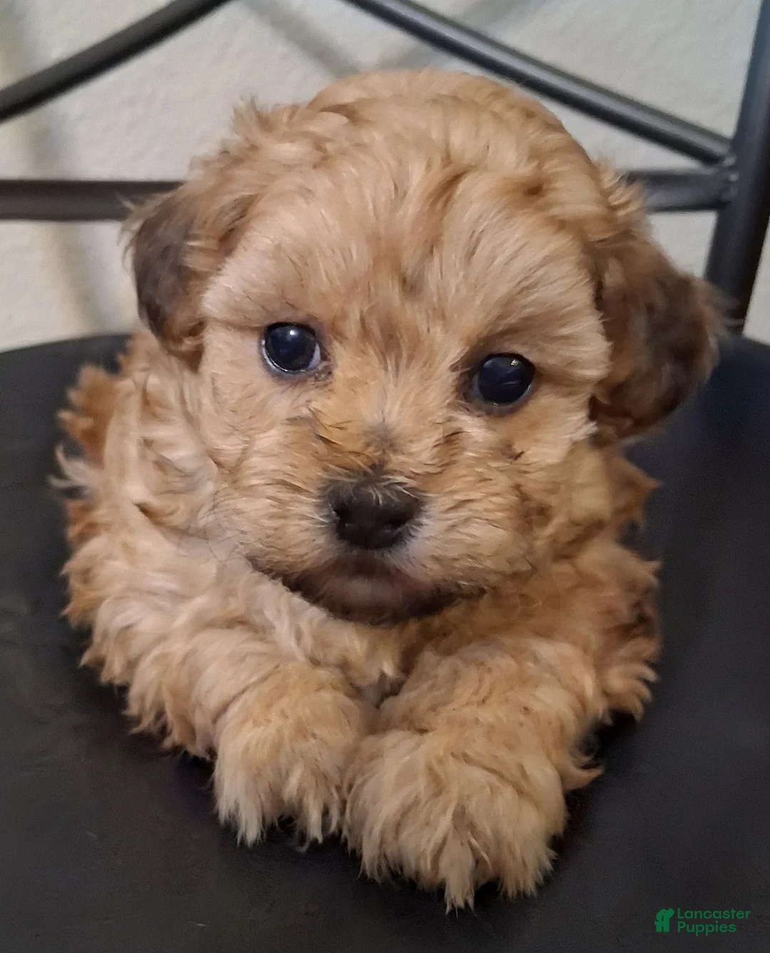 Shihpoo dogs for sale: Hannah - Ad 1