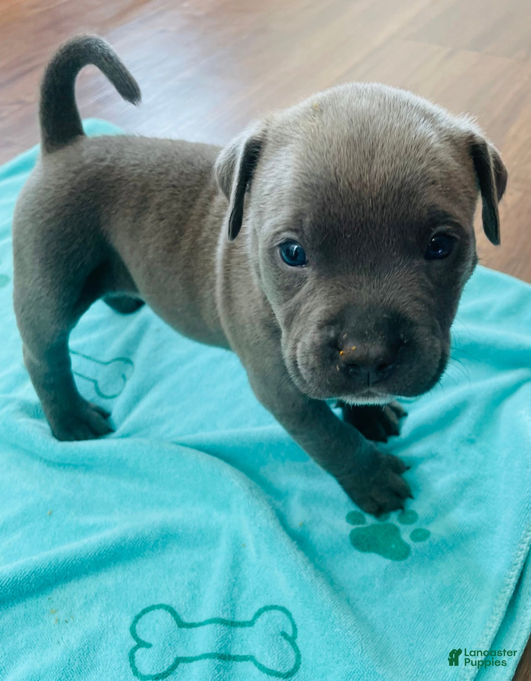 American Bully dogs for sale: Rocko - Ad 11