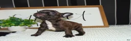 French Bulldog dogs for sale: Tommy - Ad 9