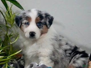 Australian Shepherd dogs - Ad 9
