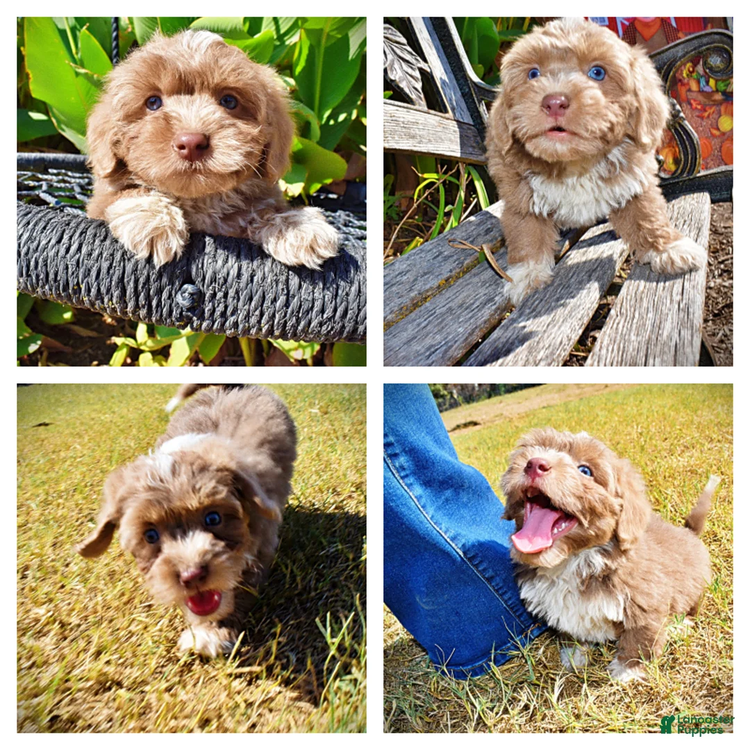 Havapoo dogs for sale: Oscar - Ad 1