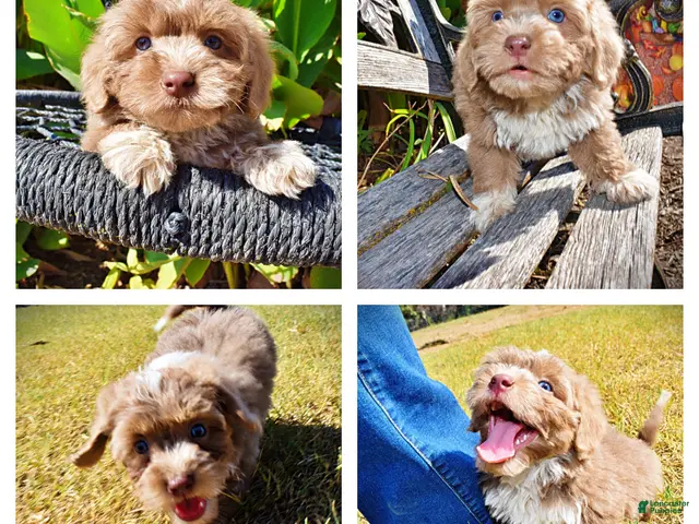 Havapoo dogs Oscar - Ad 1