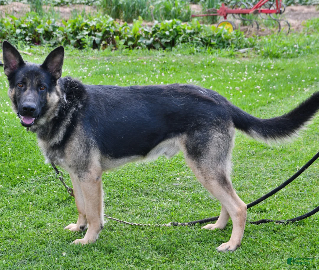 German Shepherd dogs for sale: Tobias - Ad 5