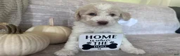 Goldendoodle dogs for sale: Ivory 🤍 - Ad 3