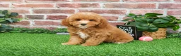 Cavapoo dogs for sale: Cici - Ad 7