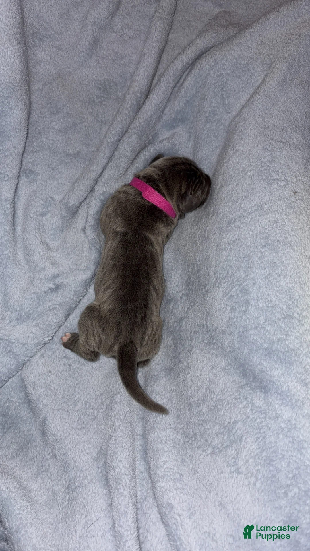 Cane Corso dogs for sale: Cane Corso 7 - Ad 2