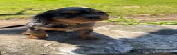 Cavalier King Charles Spaniel dogs for sale: Cavalier King Charles Spaniel 1 - Ad 6