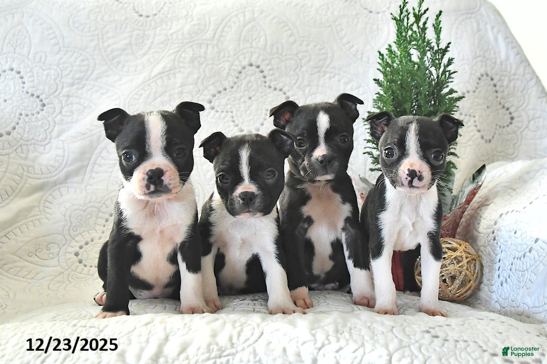Boston Terrier dogs for sale: Tulip - Ad 3