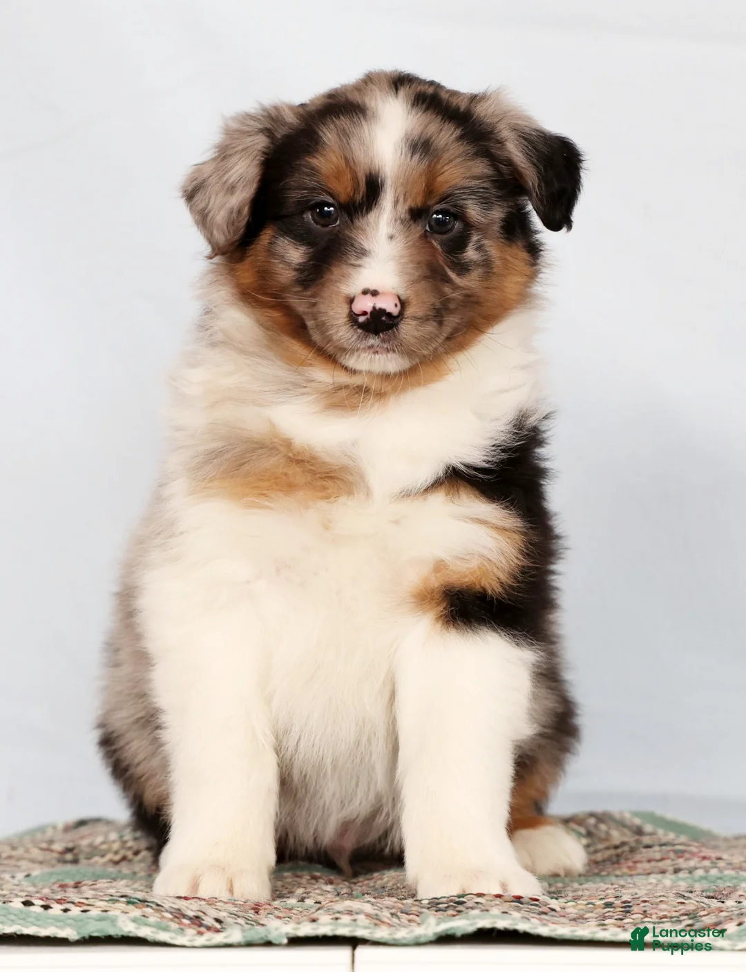 Australian Shepherd dogs for sale: Jerry - Ad 3