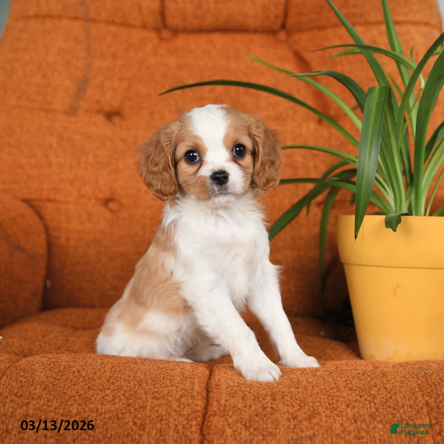 Cavapoo dogs Charlotte - Ad 1