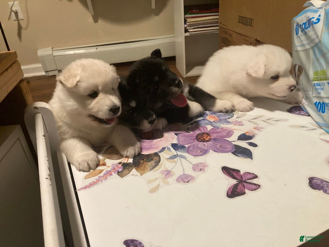 Gallery Image {{count}}