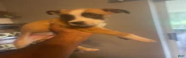 Mixed Breed 3