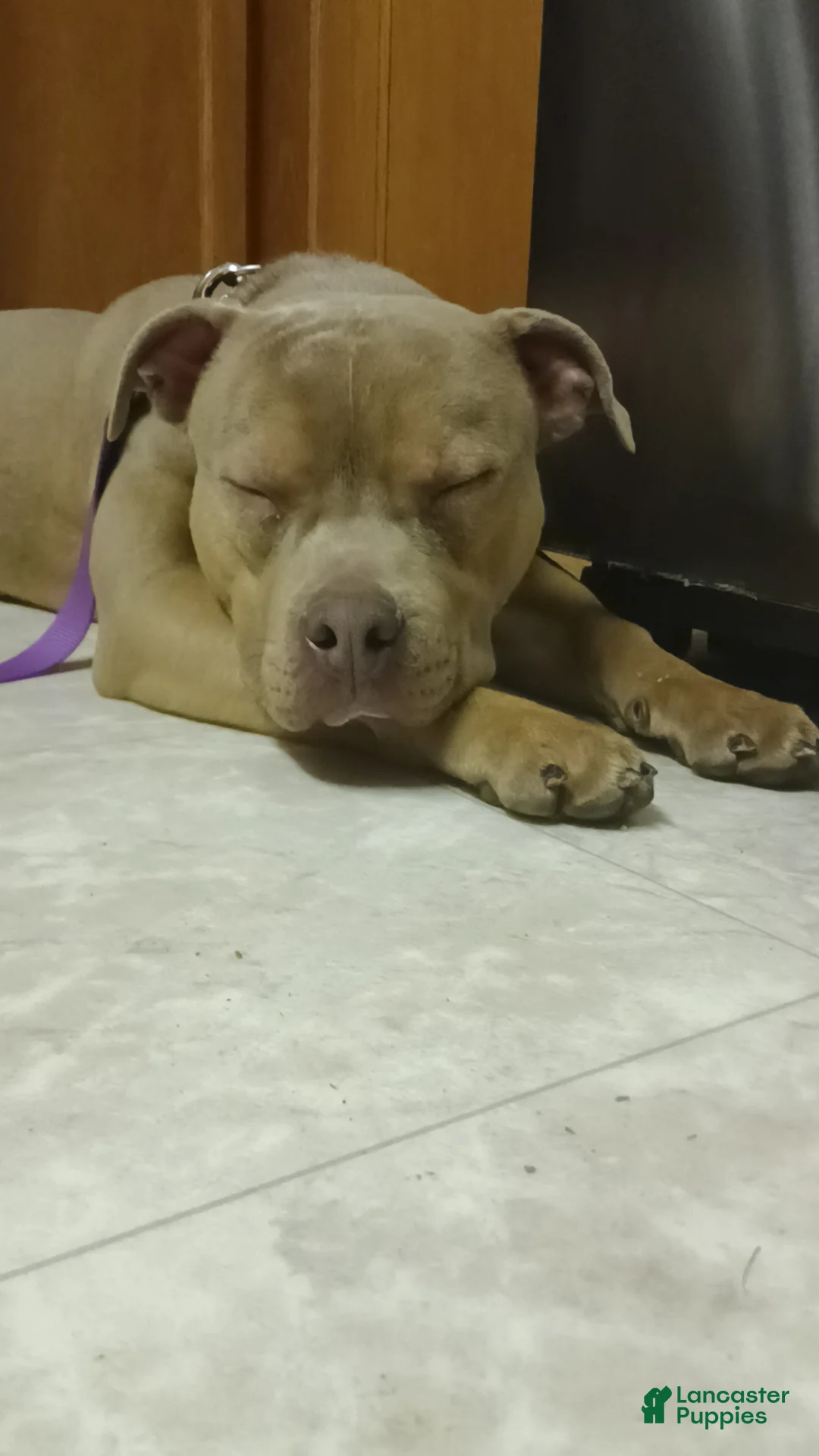 American Bully dogs for sale: American Bully Puppy 1 - Ad 5