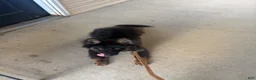 German Shepherd dogs for sale: Behr  - Ad 3