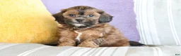 Shihpoo dogs for sale: Steven - Ad 3