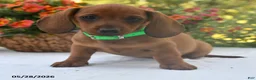 Dachshund dogs for sale: Hunter - Ad 2