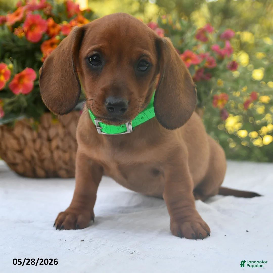 Dachshund dogs for sale: Hunter - Ad 2