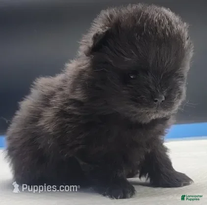 Pomeranian dogs Pomeranian Puppy 1 - Ad 5