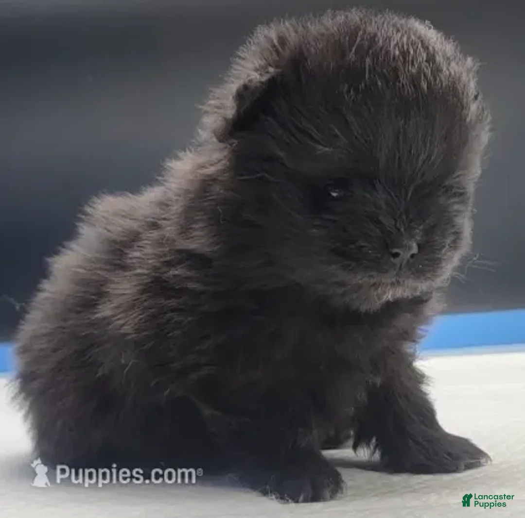 Pomeranian dogs for sale: Pomeranian Puppy 1 - Ad 1