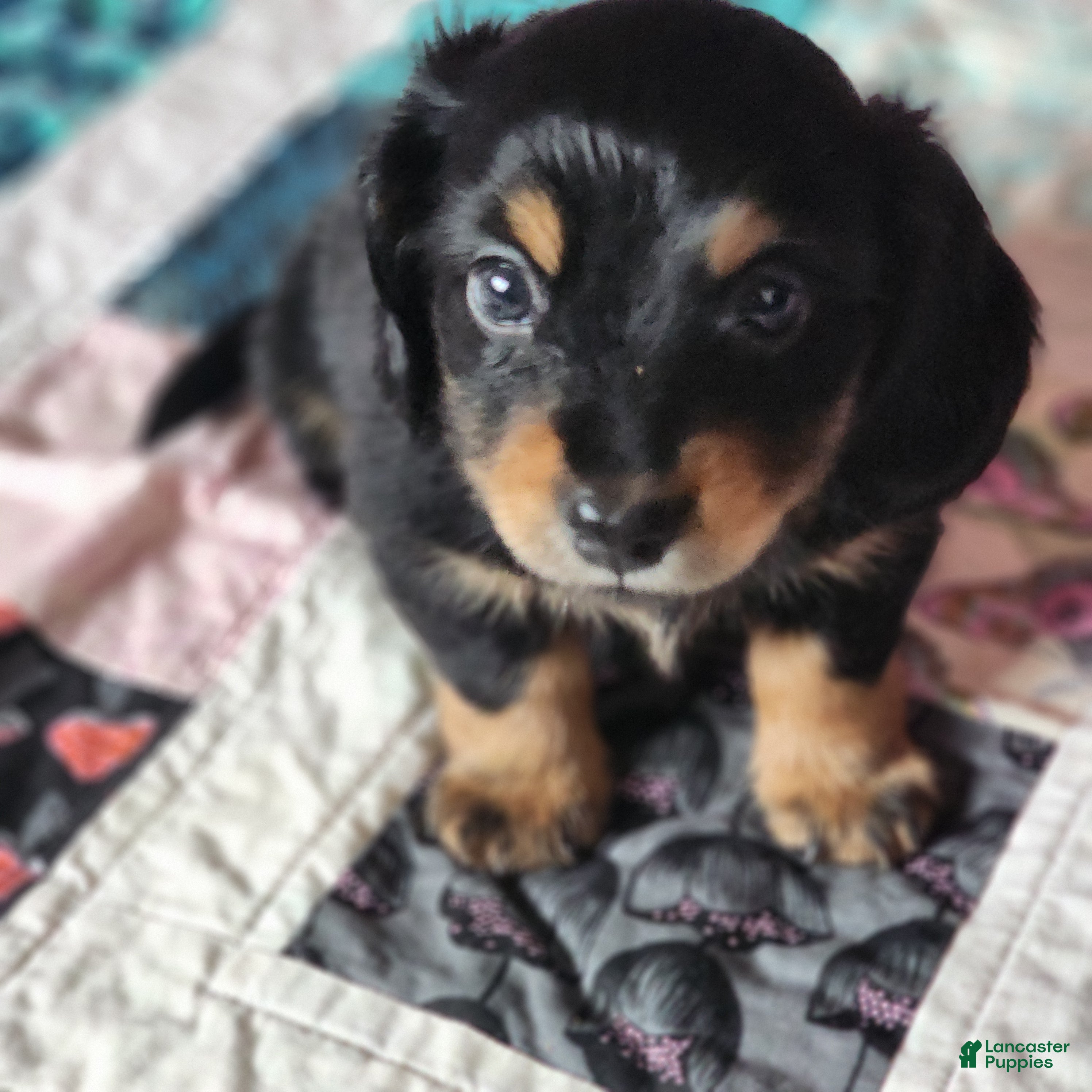 Dachshund dogs Rome - Ad 1