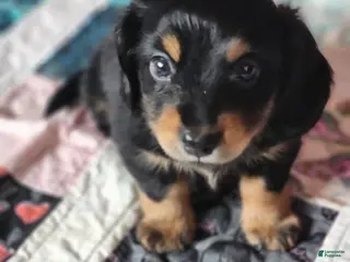 Dachshund dogs for sale: Rome - Ad 2