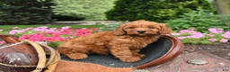 Mini Goldendoodle dogs for sale: Maple   - Ad 4