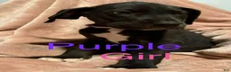 Great Dane dogs for sale: Great Dane Puppy 8 - Ad 1