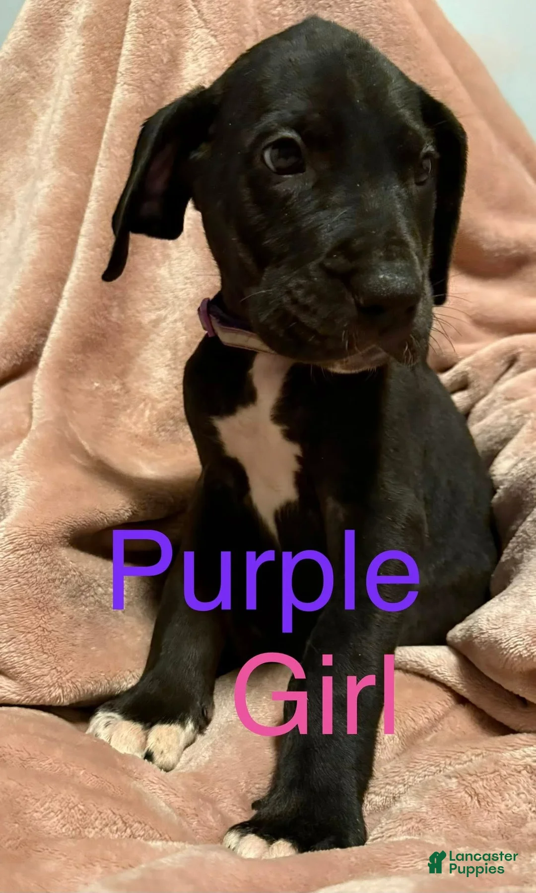 Great Dane dogs for sale: Great Dane Puppy 8 - Ad 1