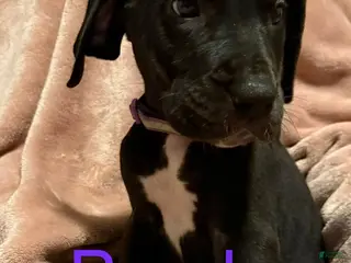 Great Dane dogs Great Dane Puppy 8 - Ad 24