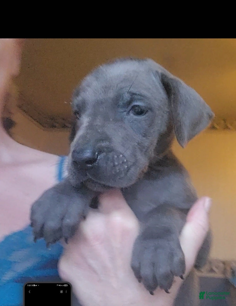 Great Dane dogs Great Dane Puppy 5 - Ad 2