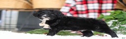 Portuguese Water Dog dogs for sale: Zeke - Ad 4