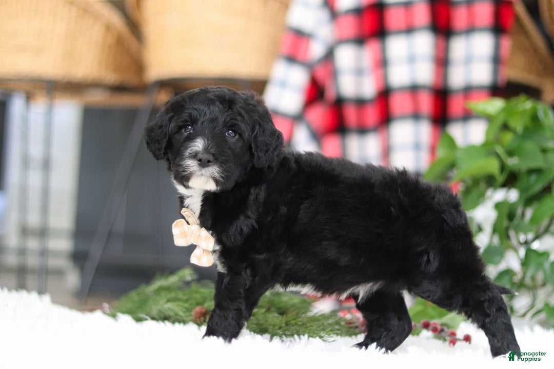 Portuguese Water Dog dogs for sale: Zeke - Ad 4