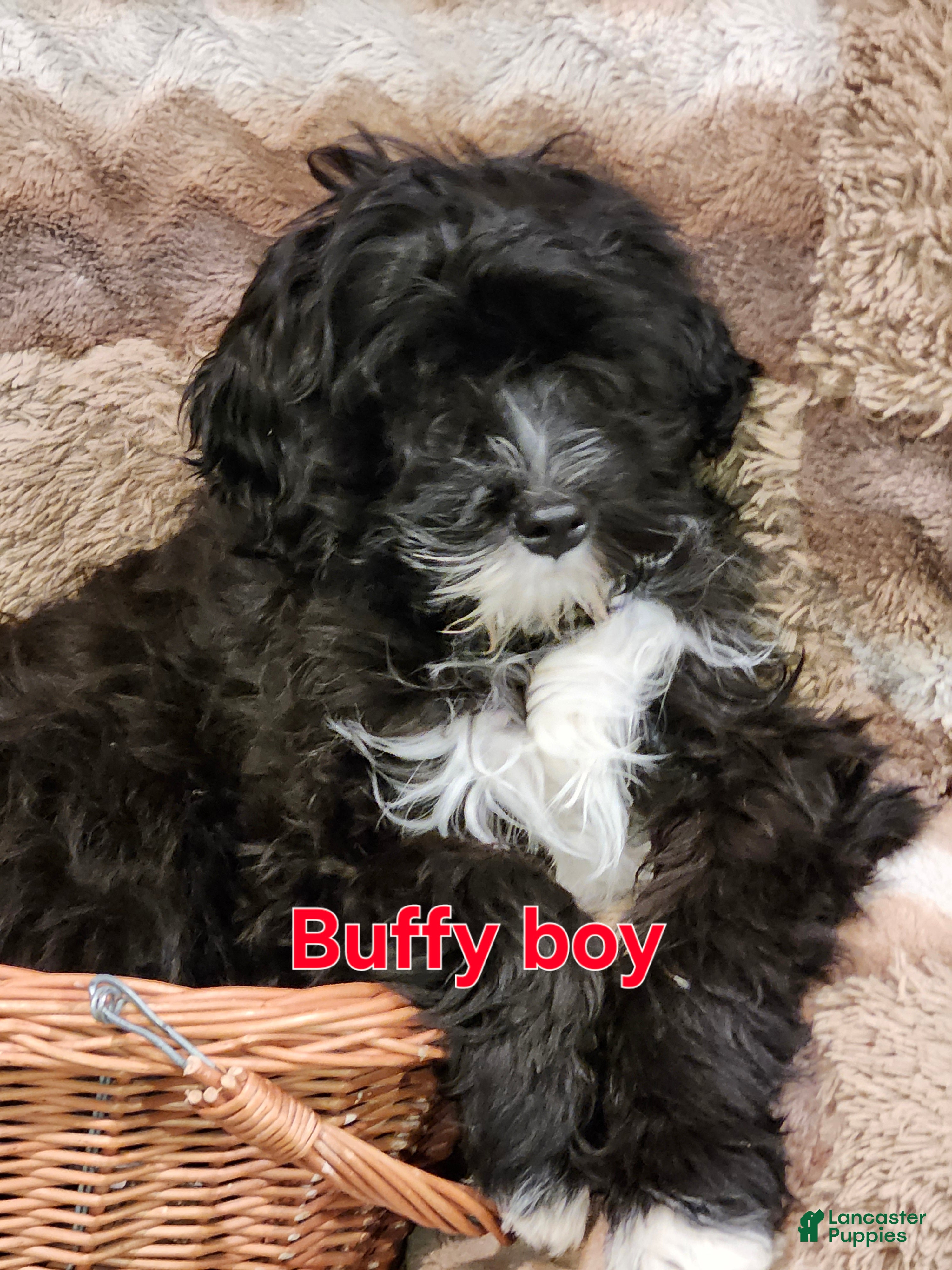 Portuguese Water Dog dogs Buffy - Ad 10