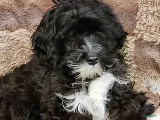 Portuguese Water Dog dogs Buffy - Ad 10