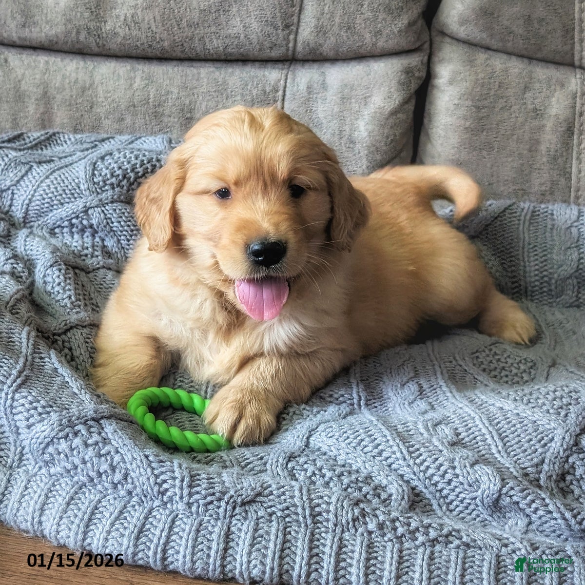 Golden Retriever dogs Sawyer - Ad 22