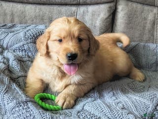 Golden Retriever dogs Sawyer - Ad 30