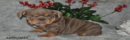 English Bulldog dogs for sale: Debbie - Ad 4