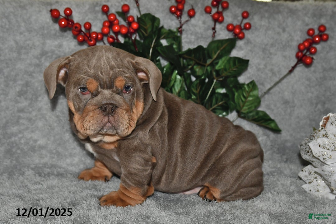 English Bulldog dogs for sale: Debbie - Ad 4