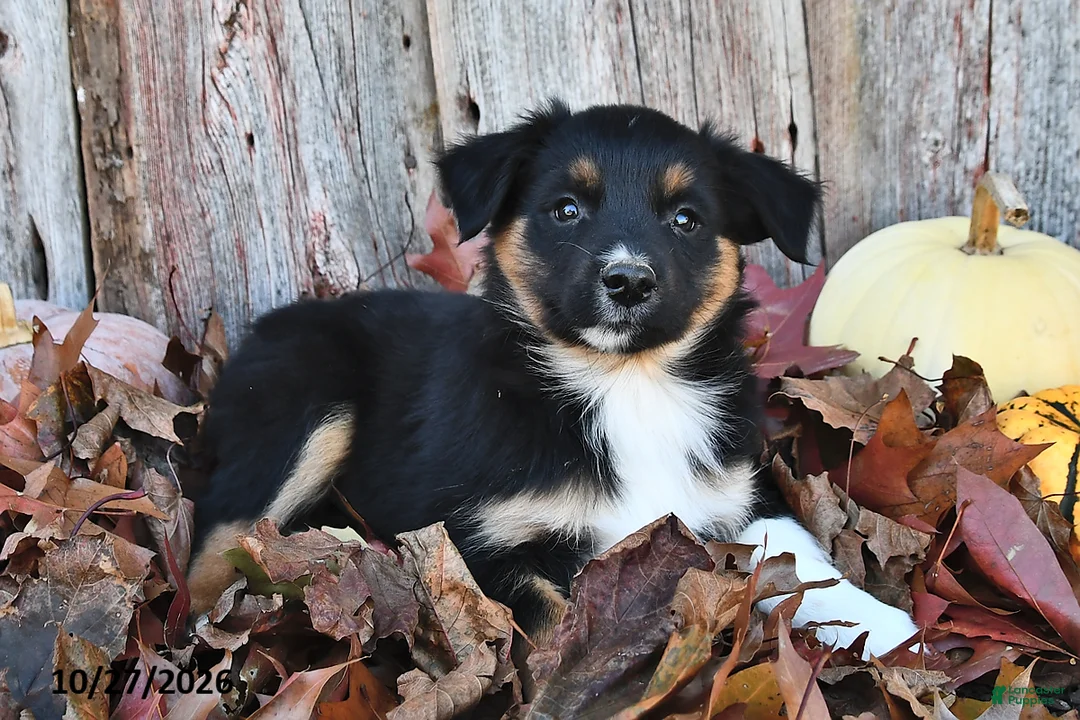 Australian Shepherd dogs for sale: Arney  - Ad 2